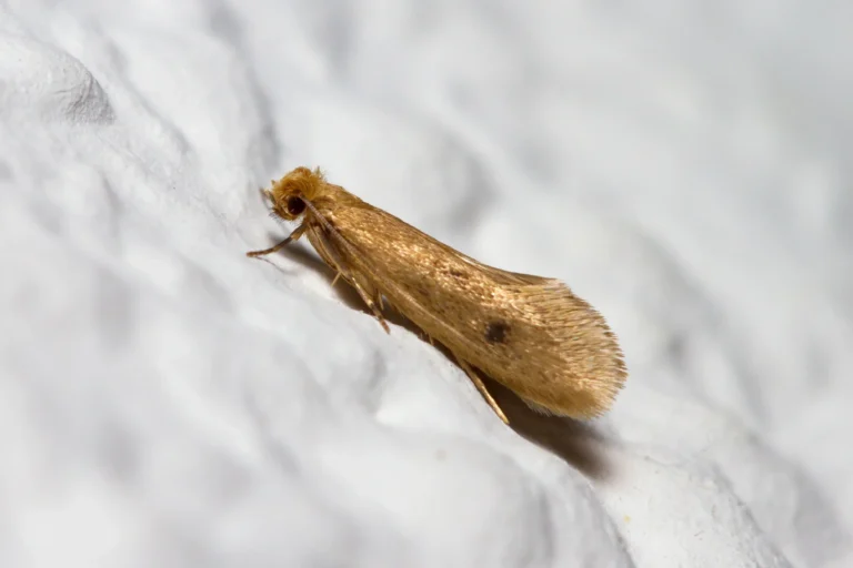 What Do Moth Eggs Look Like on Clothes? A Complete Identification and Prevention Guide